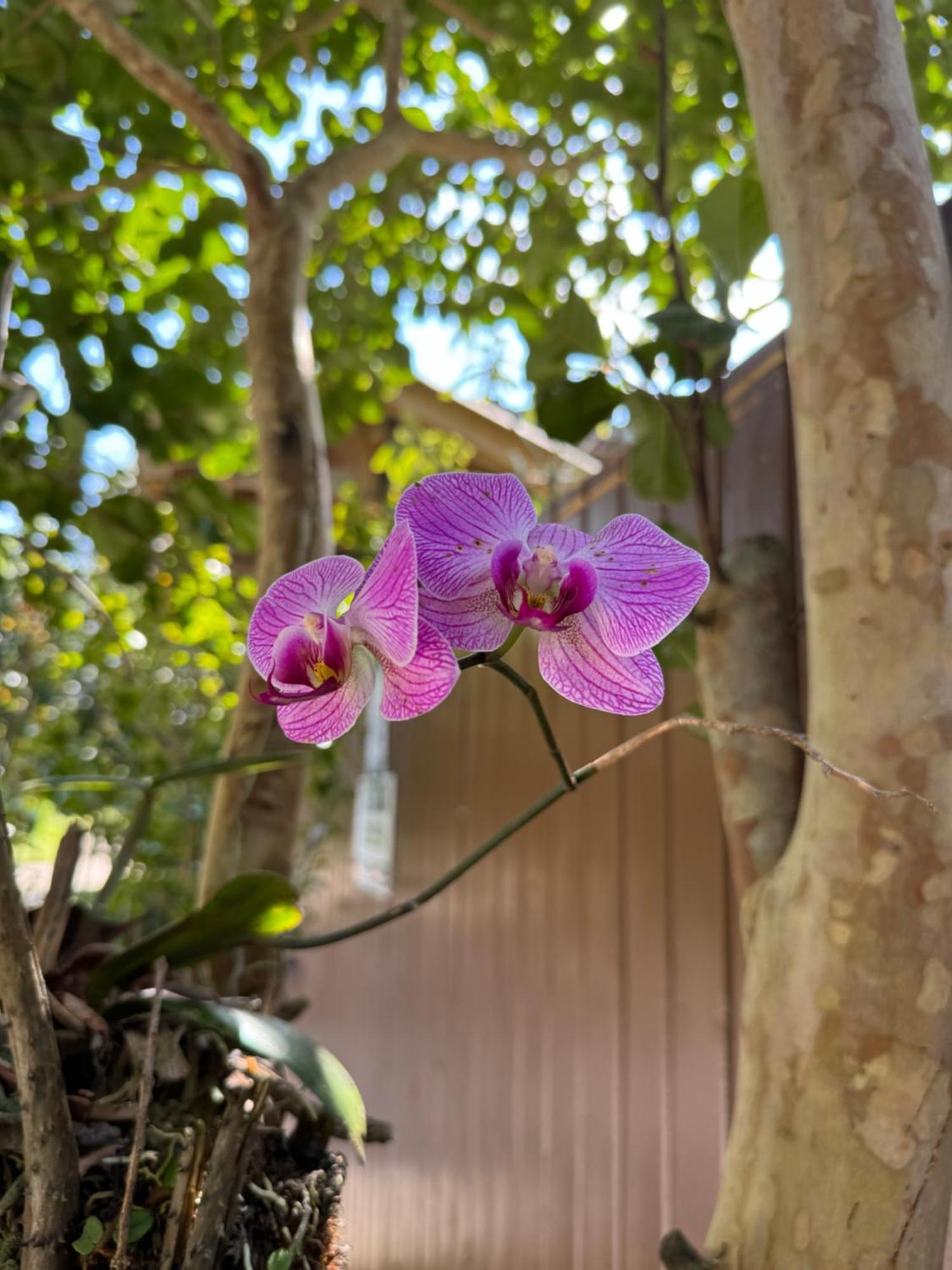 Morada Das Orquideas Guarda do Embaú Buitenkant foto